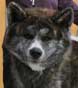 Chien japonais bring YUUKA en photo